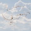 Aviation